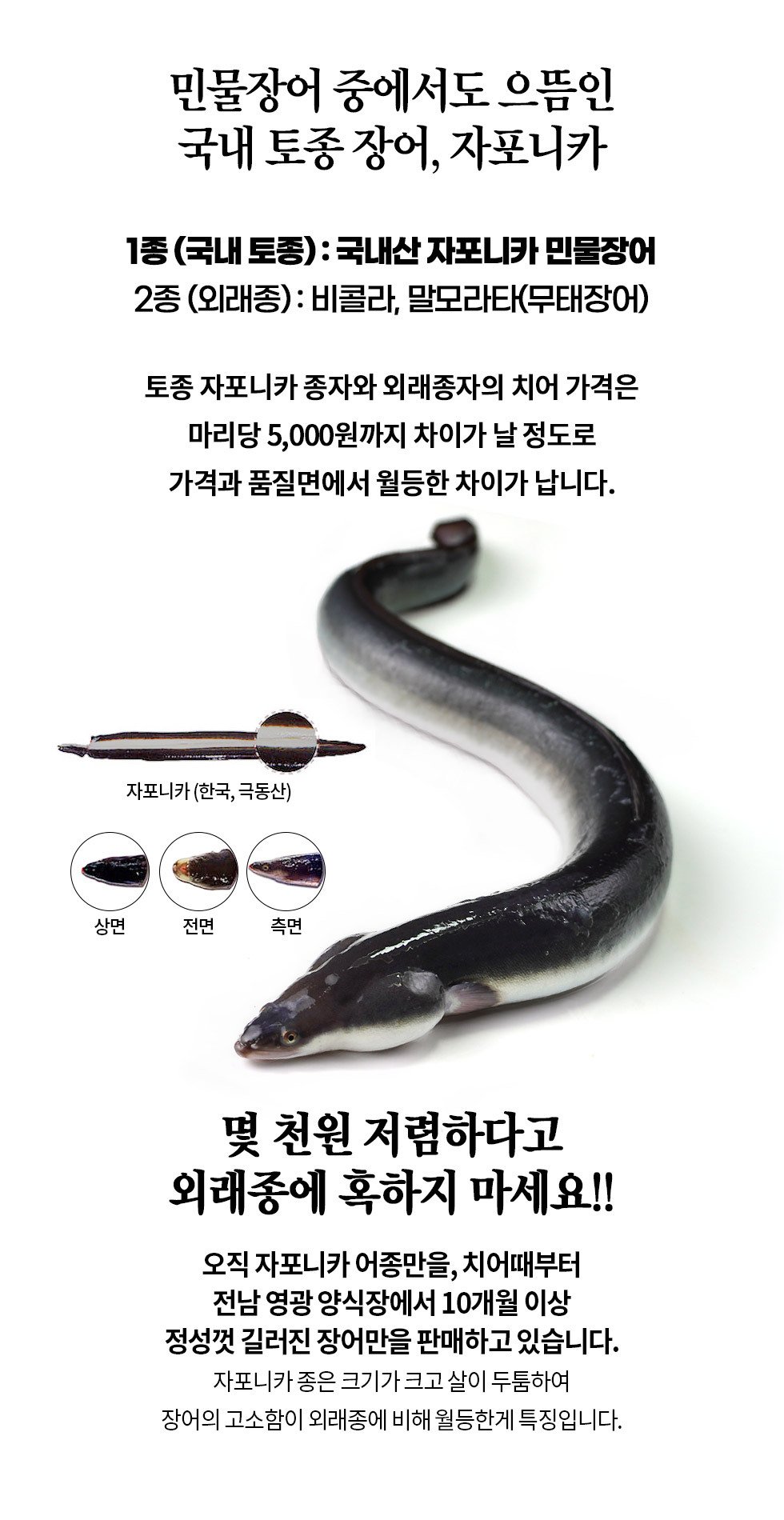 국내산 풍천 민물장어 1Kg 1등급 자포니카, 이마트몰, 당신과 가장 가까운 이마트